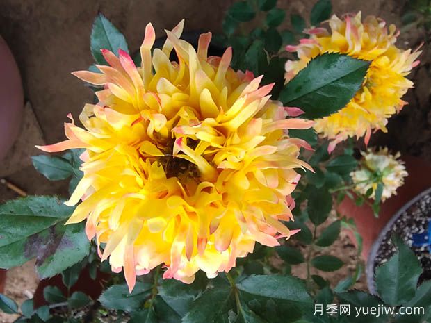 十大熱門月季品種介紹，花大色艷(圖1)