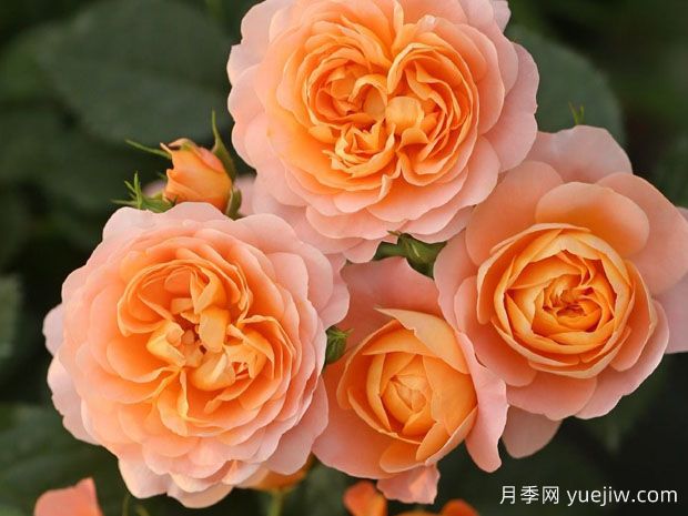 推薦十大勤花月季品種，一年四季花開不斷(圖1)