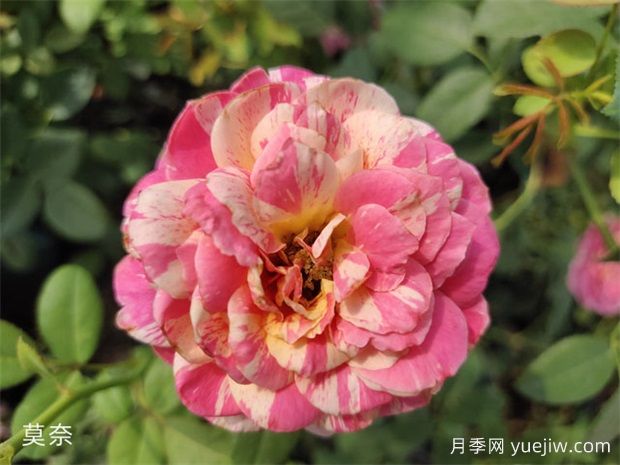 推薦十大勤花月季品種，一年四季花開不斷(圖2)