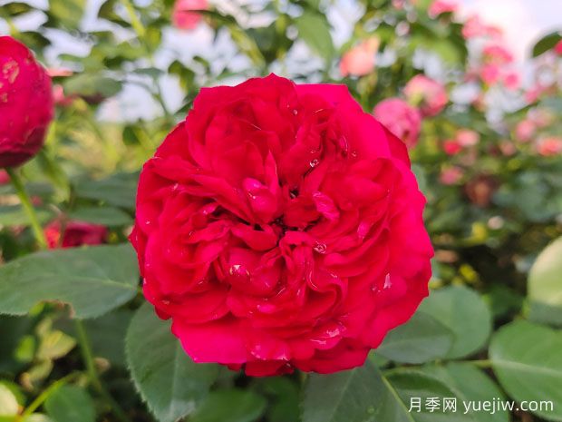月季的耐熱三寶，夏天隨便養(yǎng)，開花時美到爆(圖2)