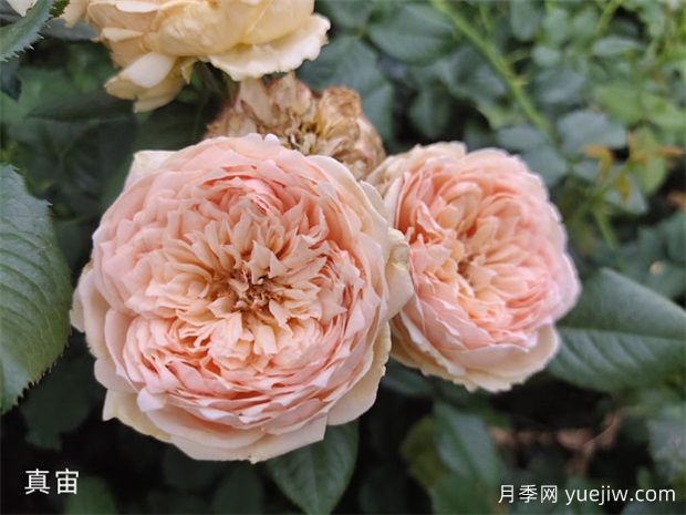 月季的耐熱三寶，夏天隨便養(yǎng)，開花時美到爆(圖1)