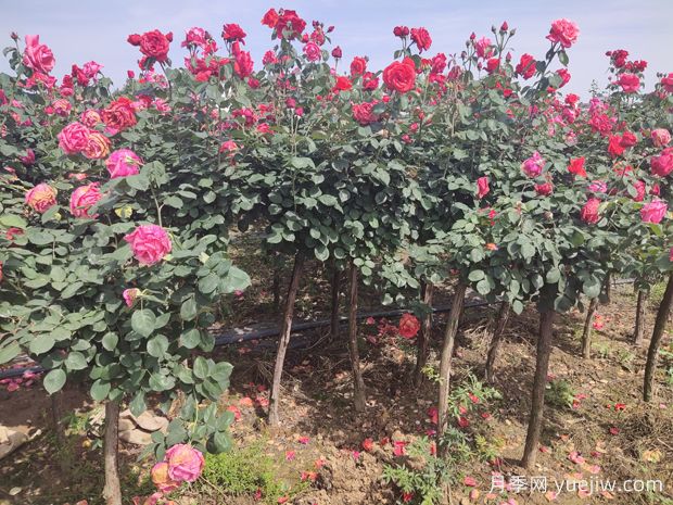 買什么月季花？月季樹花色花型多樣美麗極了(圖3)