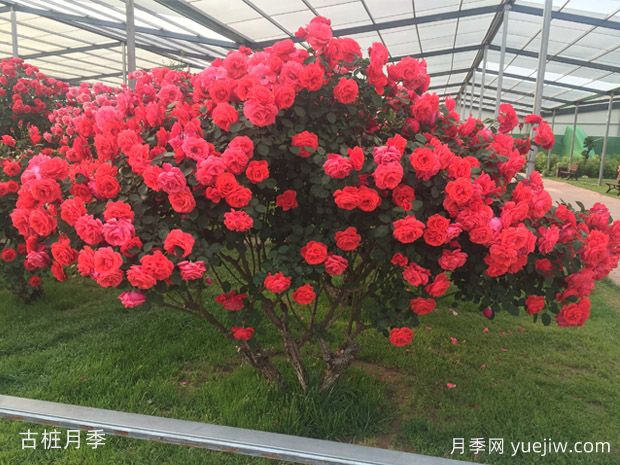 買什么月季花？月季樹花色花型多樣美麗極了(圖4)