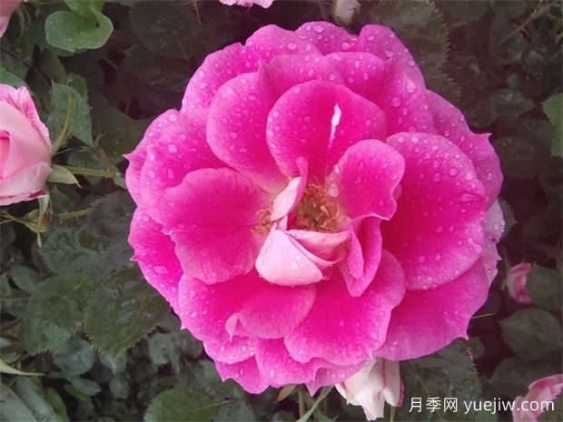 分享20款粉色月季，甜蜜來襲一眼就愛上(圖2)