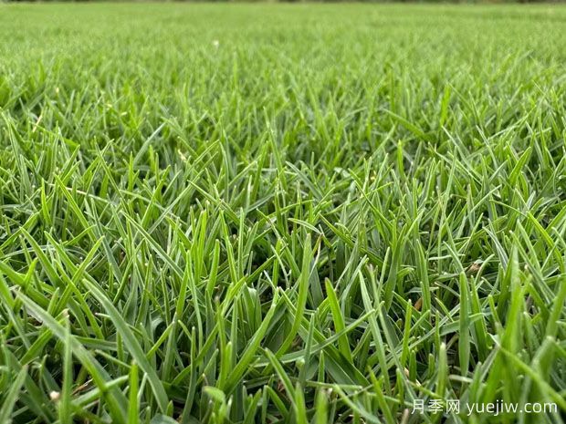 常見草坪種類分類、品種特性及應(yīng)用(圖1)