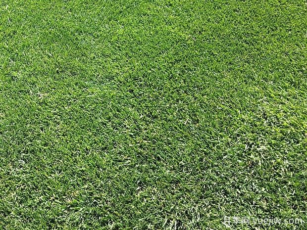常見草坪種類分類、品種特性及應(yīng)用(圖2)