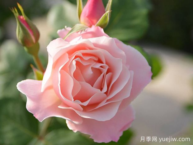 達(dá)芙妮月季/東方瓷器月季(圖1)