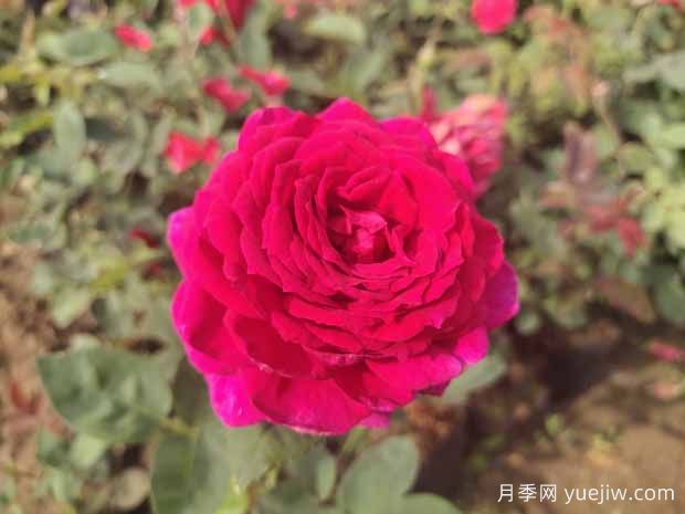 月季花有哪些觀賞和藥用價(jià)值？(圖1)