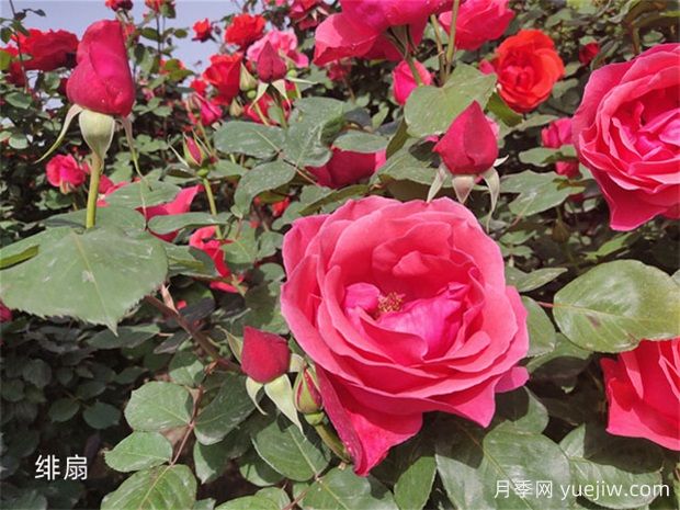 月季花開花季節(jié)有影響嗎？(圖1)