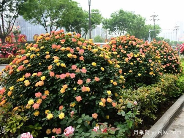 如何使用造型月季為主題打造迷人花園？(圖1)