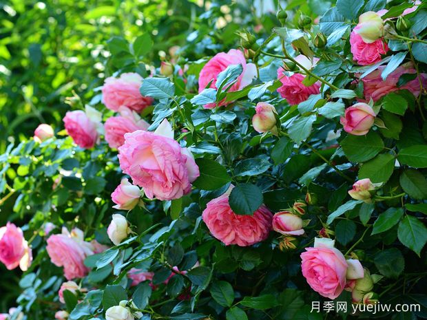 如何通過月季花來創(chuàng)造美麗的庭院景觀？(圖1)