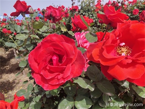 大花月季開花時間有多長？(圖1)
