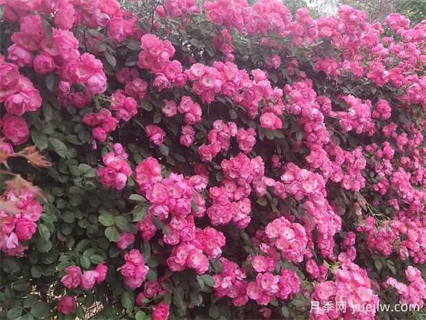 8個(gè)月季品種花開(kāi)如畫(huà)，讓你的陽(yáng)臺(tái)庭院四季不再單調(diào)(圖3)