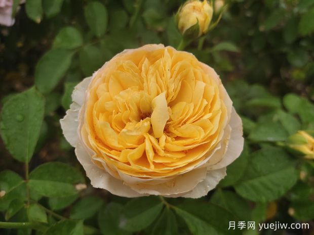 200種花卉名稱大全及代表花語(yǔ)(圖1)