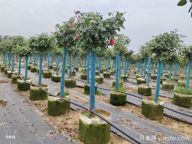 月季過冬這三點重要，如何不影響來年開花(圖1)