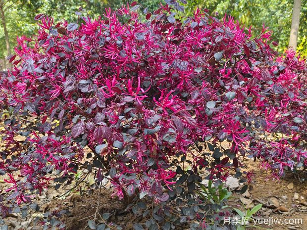 紅花繼木怎么種植？(圖1)