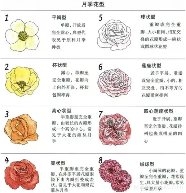 月季專業(yè)知識，分類/花型/花色/花香(圖2)