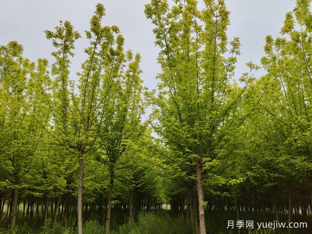 金葉復(fù)葉槭的特點(diǎn)、園林用途、管理養(yǎng)護(hù)(圖1)