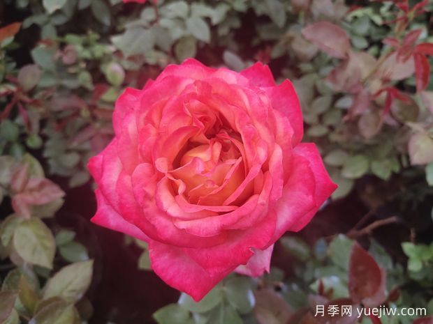 月季花什么時候開花？(圖1)