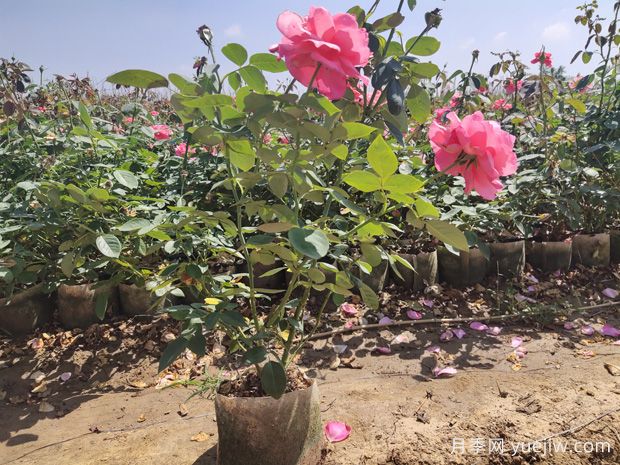 怎樣才能使盆栽月季花開不斷呢？(圖1)