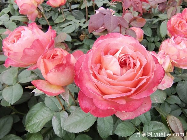 怎樣養(yǎng)好月季花？養(yǎng)殖方法及注意事項篇(圖1)