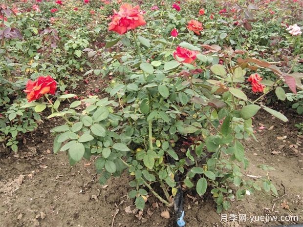 綠籬修剪要點，讓苗木管理更輕松(圖1)