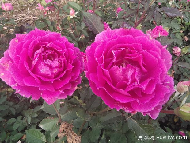 月季花養(yǎng)護(hù)知識(shí)點(diǎn)，關(guān)于經(jīng)常掉葉子和出現(xiàn)萌芽(圖1)