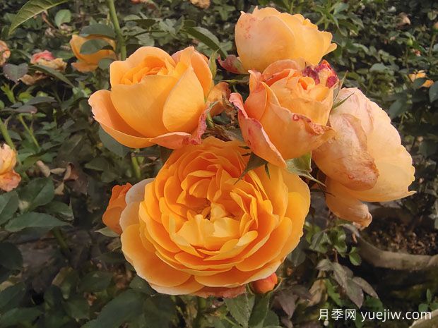 哪些品種的月季花復花快？有哪些復花秘訣？(圖1)