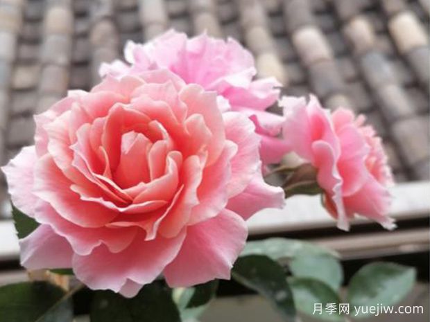圖瓦橙杯月季/啦啦隊長月季(圖2)