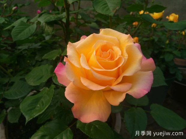 月季，真的是一月開一次嗎？(圖1)