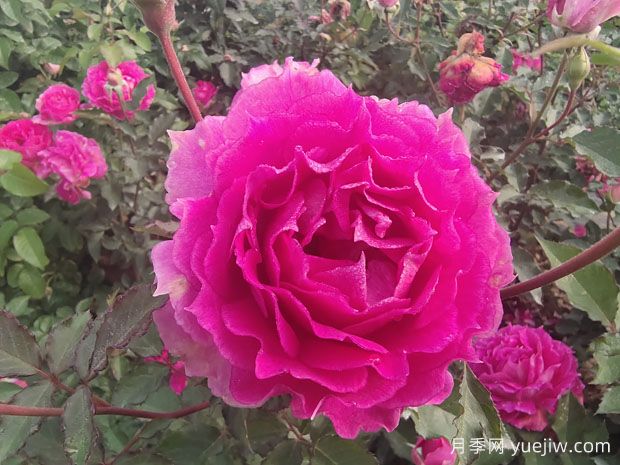 月季花是我國傳統(tǒng)名花，展現(xiàn)愛情與吉祥象征意義(圖1)