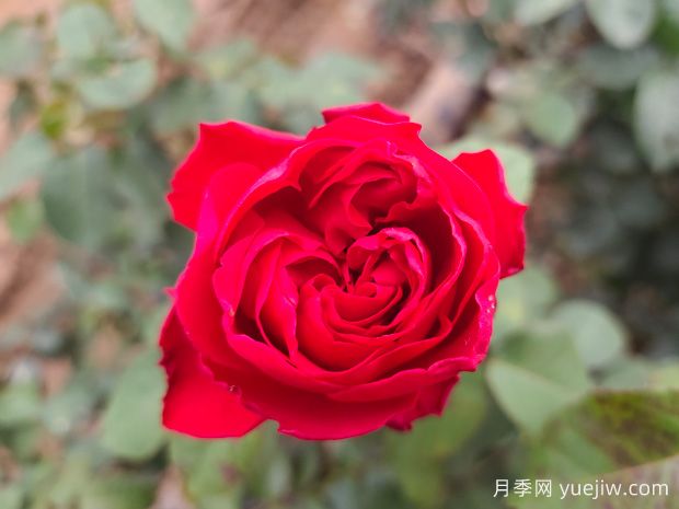月季如何進(jìn)行定期修剪，維持植株的健康生長(zhǎng)？(圖1)