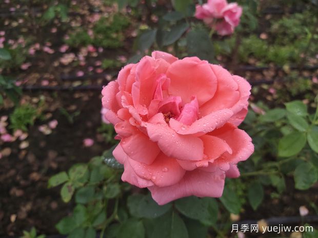 月季花養(yǎng)殖需要注意什么溫度與濕度？(圖1)