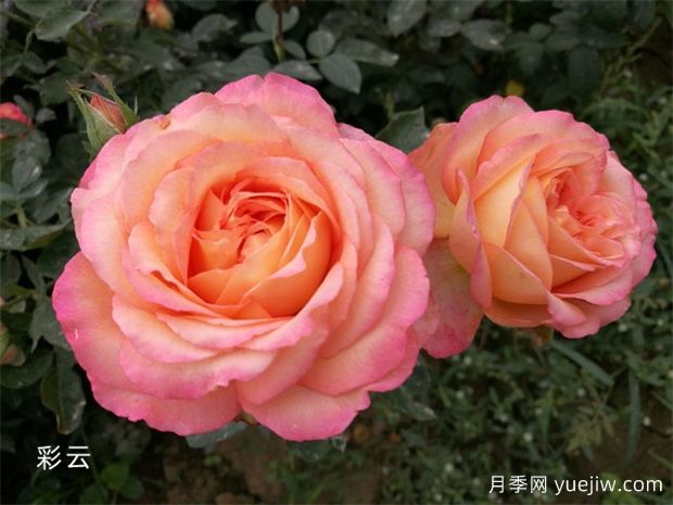 如何為大花月季營造適宜的生長環(huán)境？(圖1)