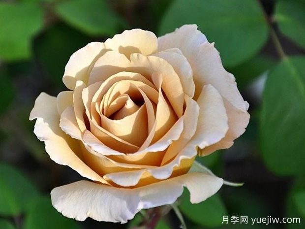 黃油硬糖月季的優(yōu)缺點是什么？(圖1)