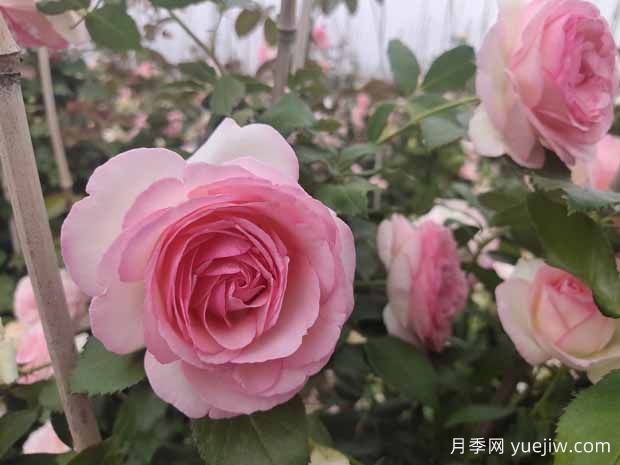 開爆花的3個大花藤本月季，輕松打造整面花墻(圖1)
