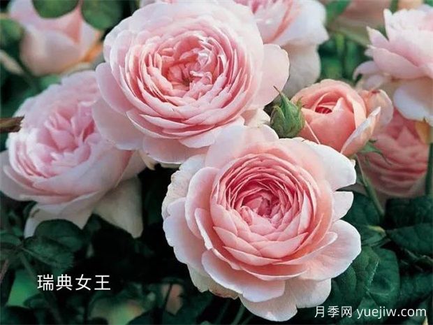 5款少刺的月季，美麗悅目還打理方便(圖1)
