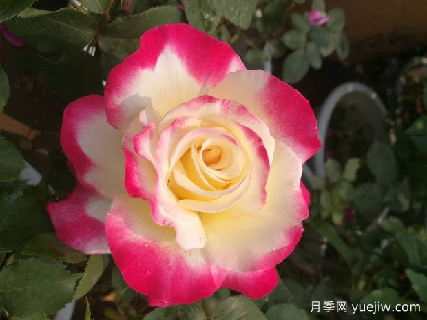5款月季花，優(yōu)點多多惹人愛(圖1)