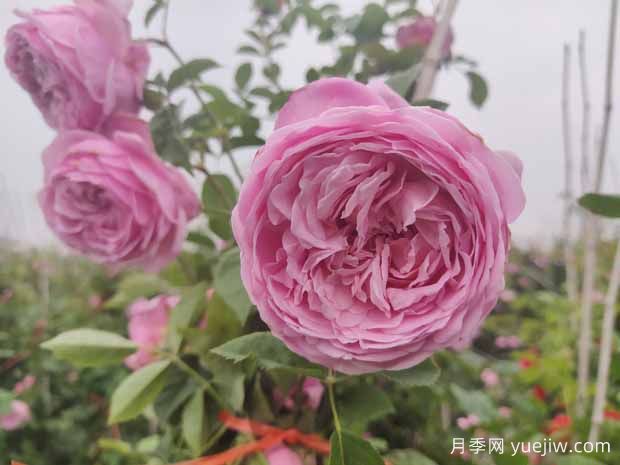 5款月季花，優(yōu)點多多惹人愛(圖2)