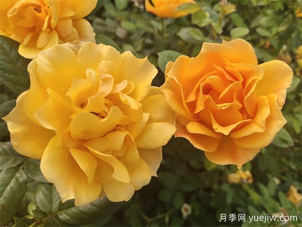 工程綠化常用豐花月季品種有哪幾種？7個(gè)好品種(圖3)