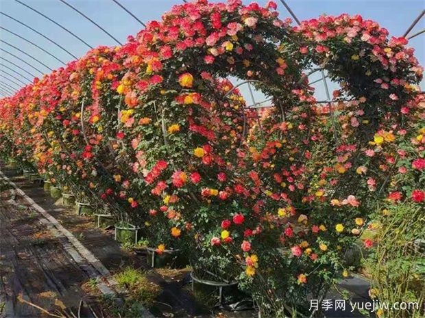 南陽常見的藤本月季造型有哪幾種？六大類美化園林(圖4)