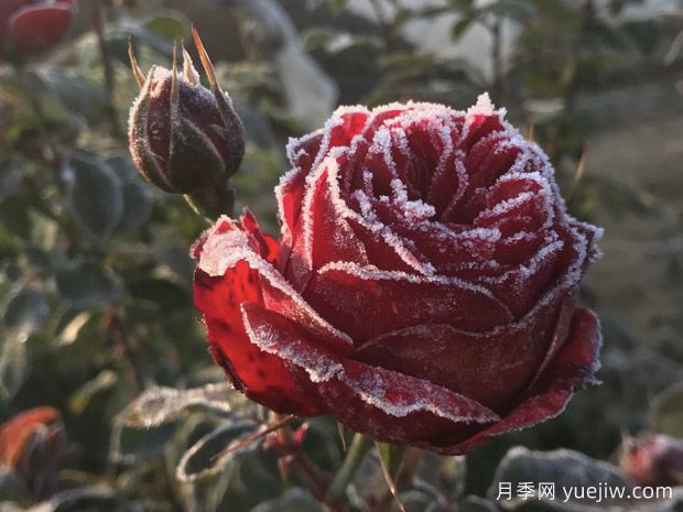 暴雪過(guò)后，月季苗該如何養(yǎng)護(hù)？才能放心越冬(圖1)