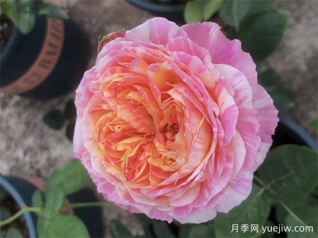 養(yǎng)月季，如何操作，才能花開(kāi)不斷(圖1)