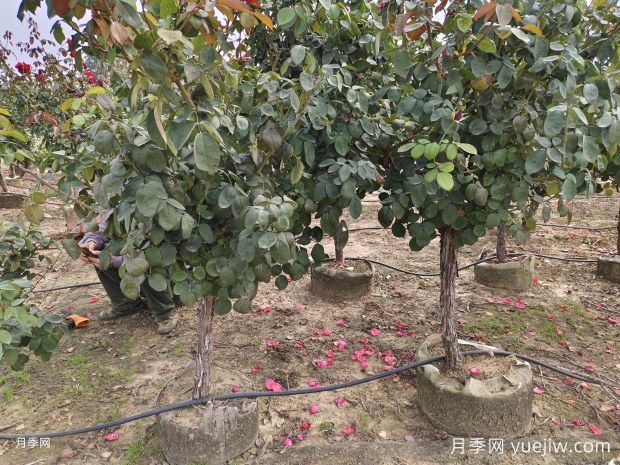 5公分低樁低桿月季樹，低價(jià)格有大冠幅(圖1)