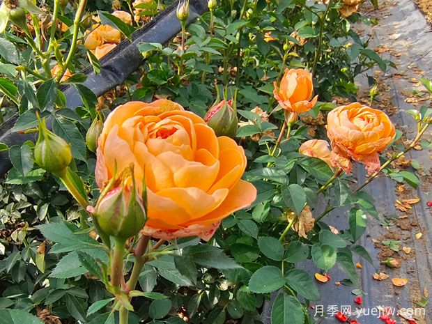 微型月季果汁陽(yáng)臺(tái)，典型的開花機(jī)器(圖2)
