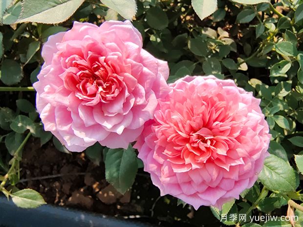 讓月季花連續(xù)開花的辦法有哪些？(圖1)