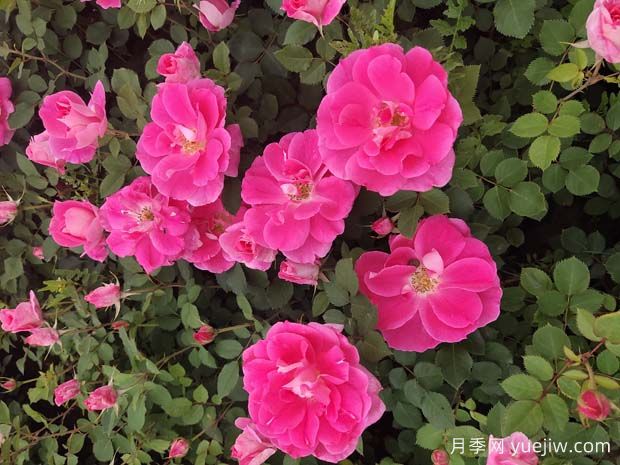 區(qū)分豐花月季和其他月季的方法有哪些？(圖1)