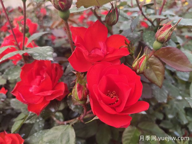 豐花月季的養(yǎng)殖方法有哪些注意事項(xiàng)？(圖1)