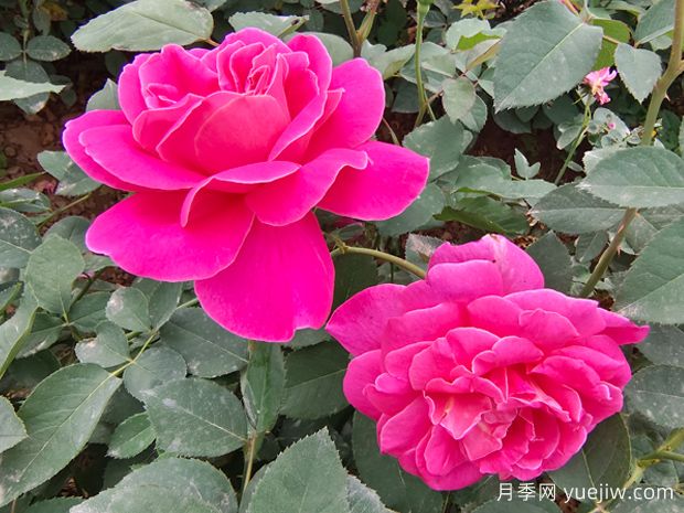月季花的第二波花，如何讓花長(zhǎng)得更好？(圖1)
