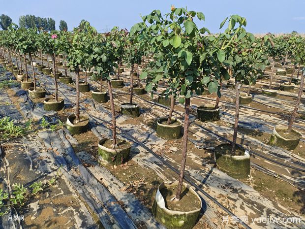 養(yǎng)植樹狀月季要注意什么？(圖1)